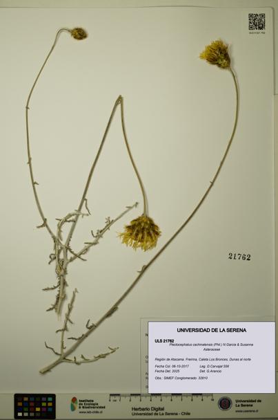 Plectocephalus cachinalensis [Espécimen: ULS:ULS:0021762]