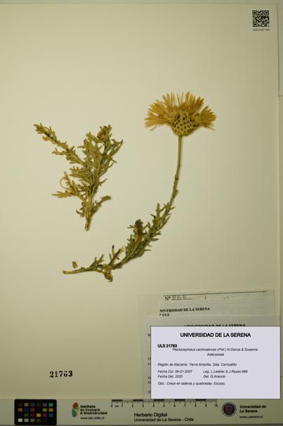 Plectocephalus cachinalensis [Espécimen: ULS:ULS:0021763]
