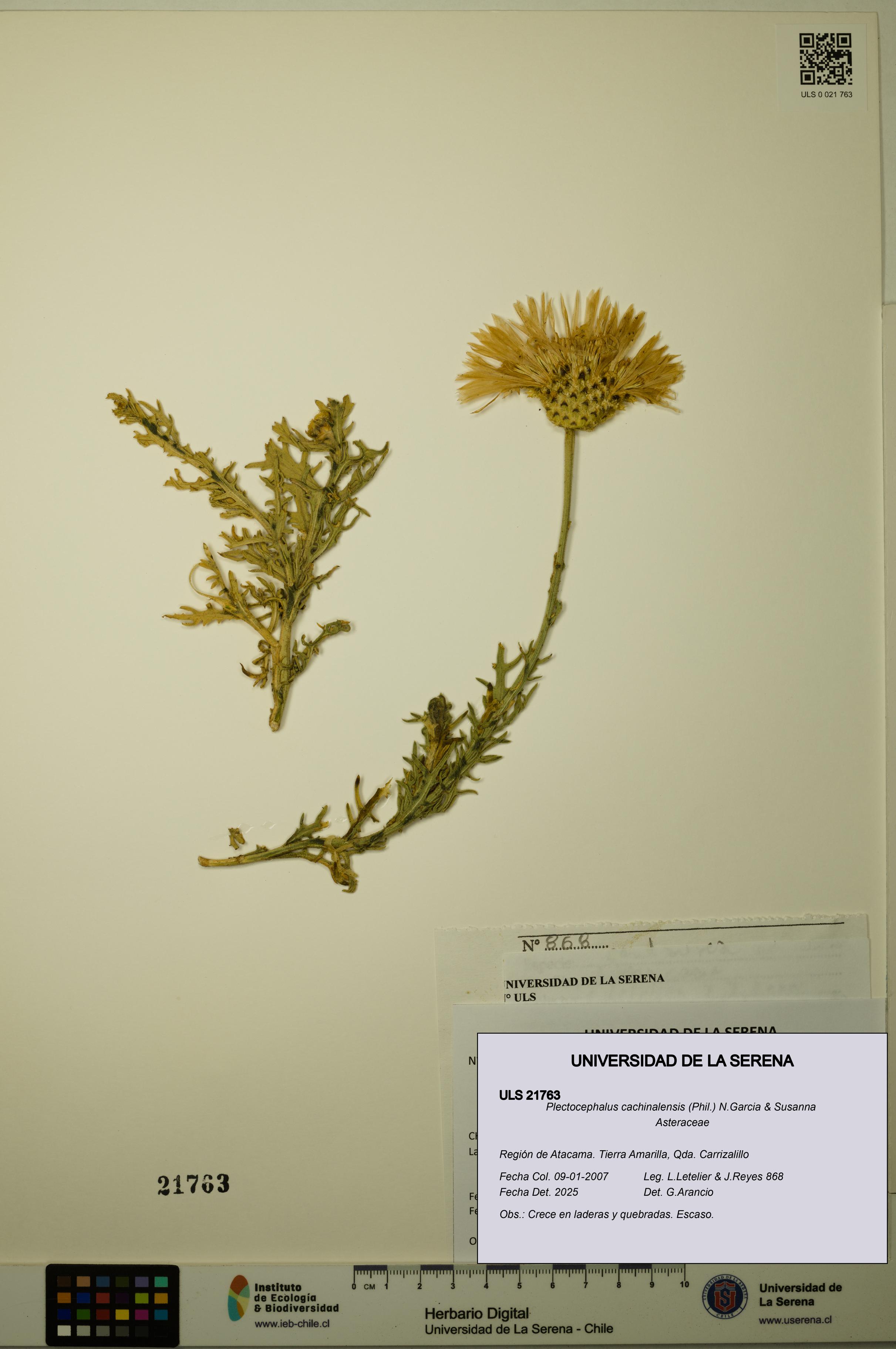 Plectocephalus cachinalensis [Espécimen: ULS:ULS:0021763]