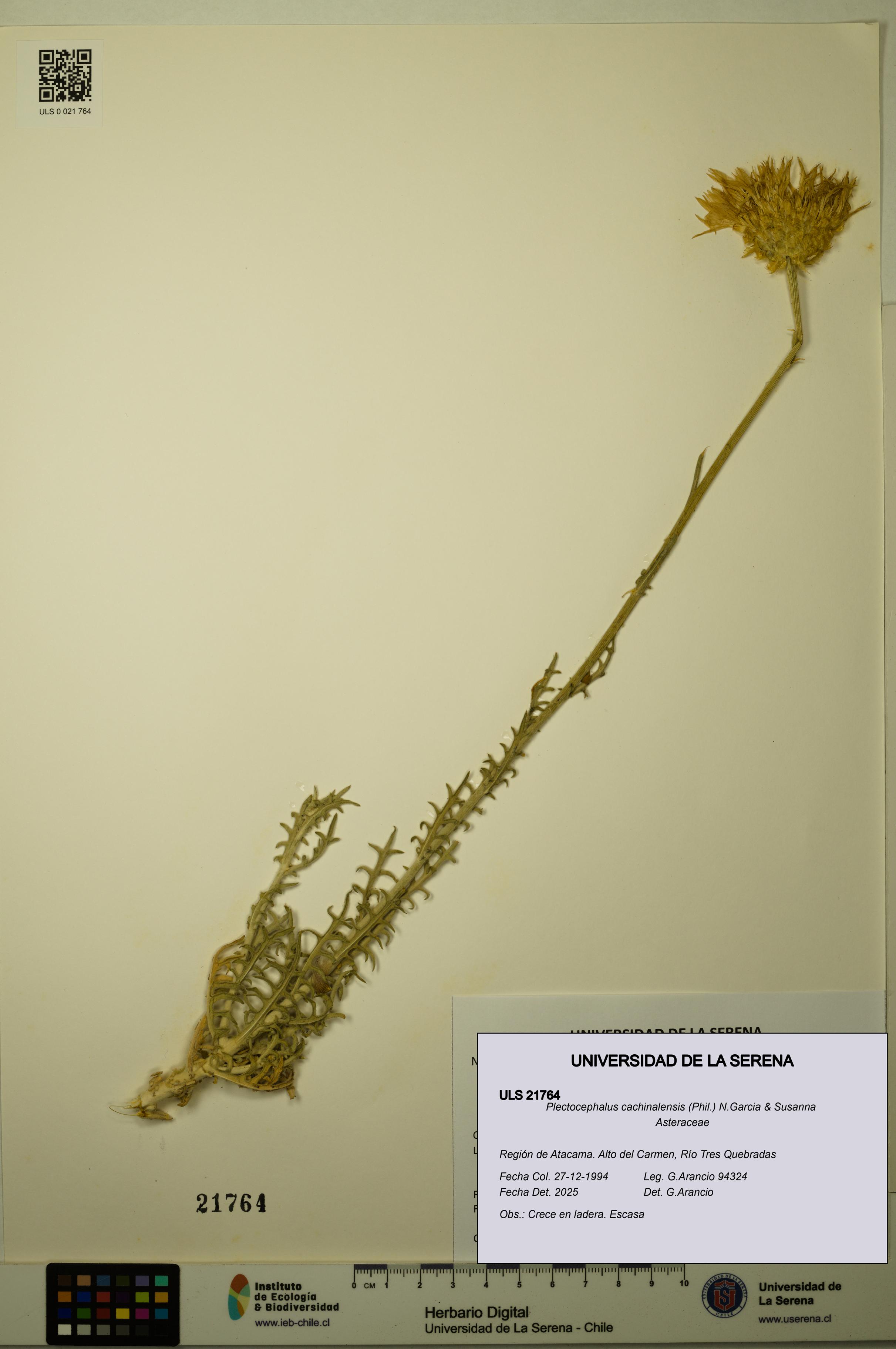 Plectocephalus cachinalensis [Espécimen: ULS:ULS:0021764]