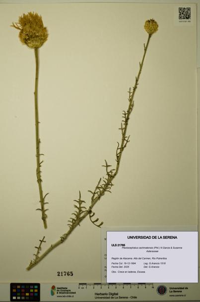 Plectocephalus cachinalensis [Espécimen: ULS:ULS:0021765]