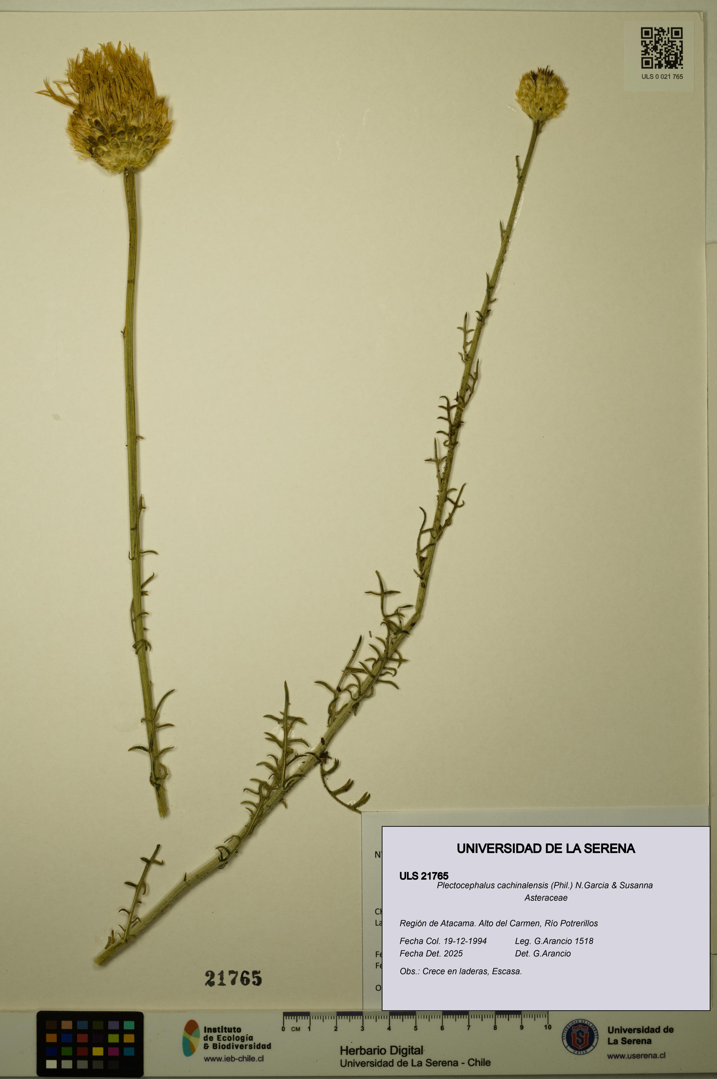 Plectocephalus cachinalensis [Espécimen: ULS:ULS:0021765]