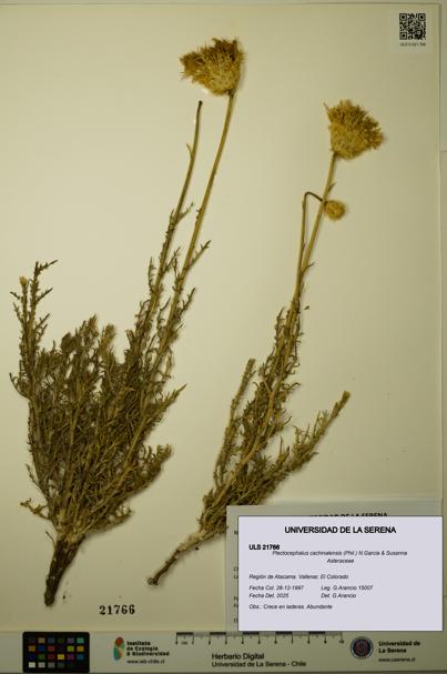 Plectocephalus cachinalensis [Espécimen: ULS:ULS:0021766]