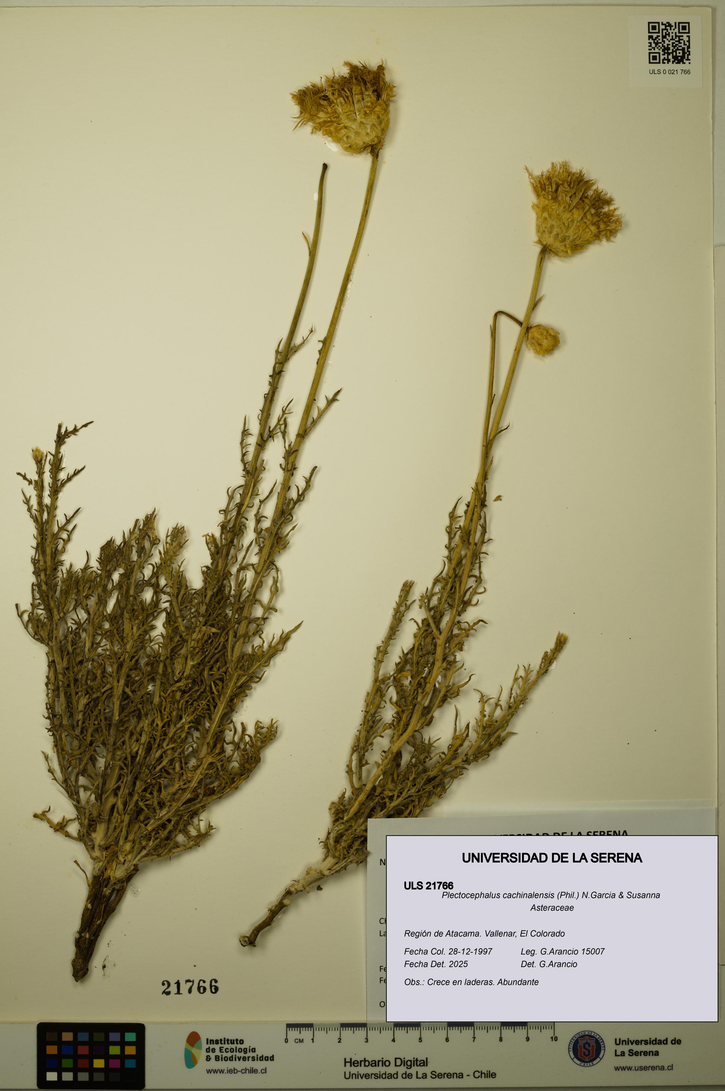 Plectocephalus cachinalensis [Espécimen: ULS:ULS:0021766]