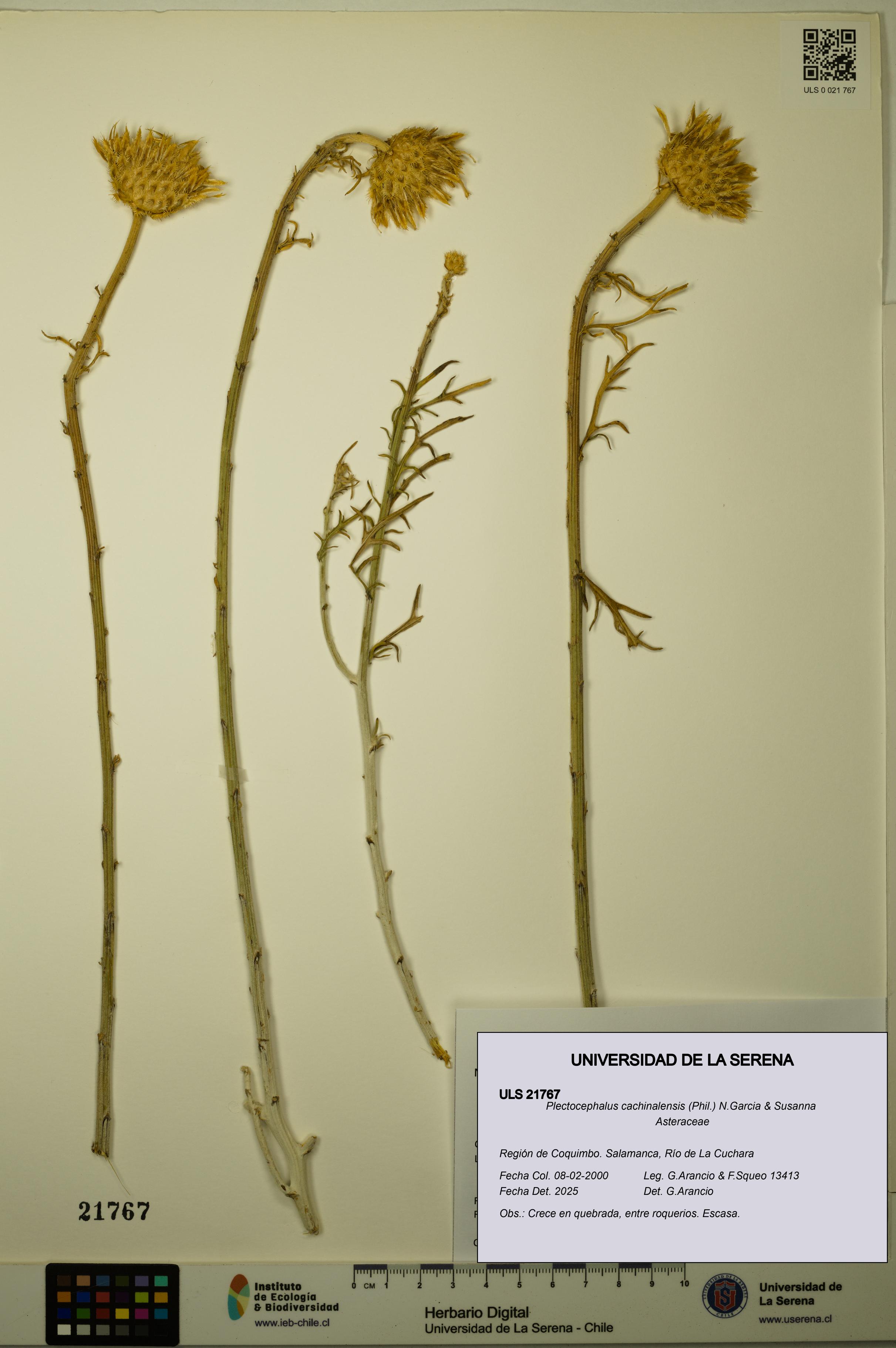 Plectocephalus cachinalensis [Espécimen: ULS:ULS:0021767]