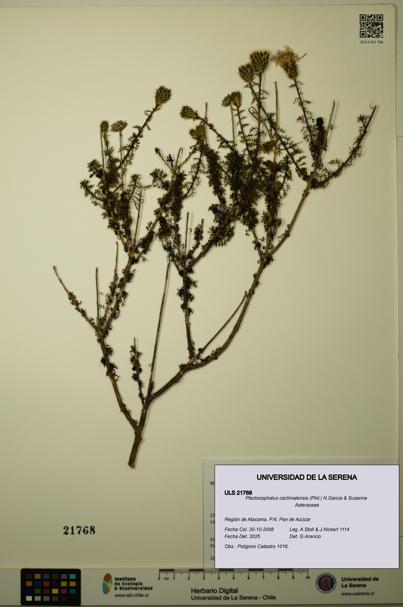 Plectocephalus cachinalensis [Espécimen: ULS:ULS:0021768]