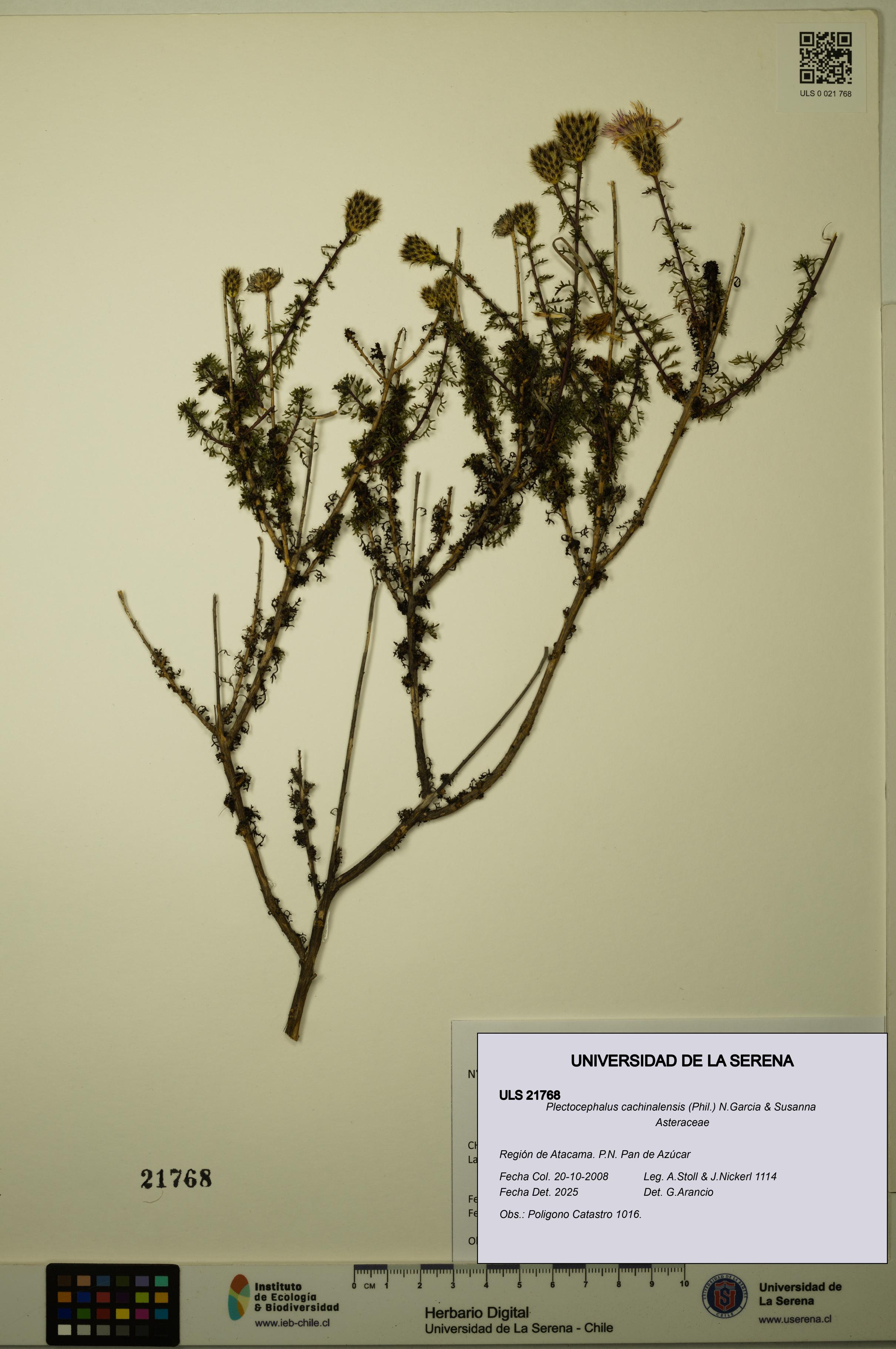Plectocephalus cachinalensis [Espécimen: ULS:ULS:0021768]