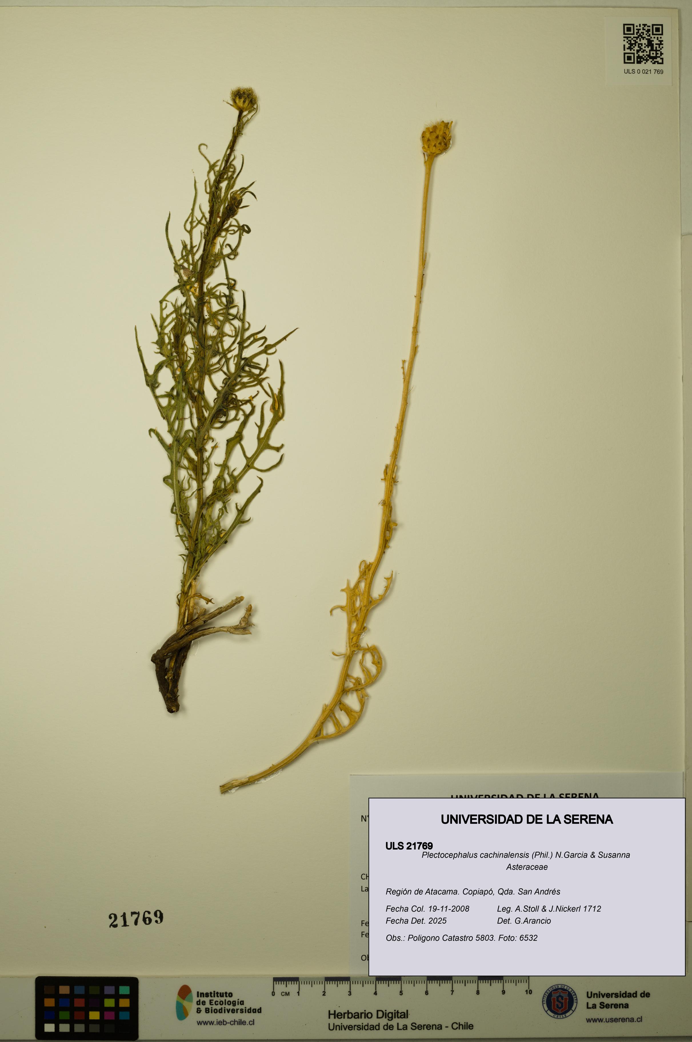 Plectocephalus cachinalensis [Espécimen: ULS:ULS:0021769]