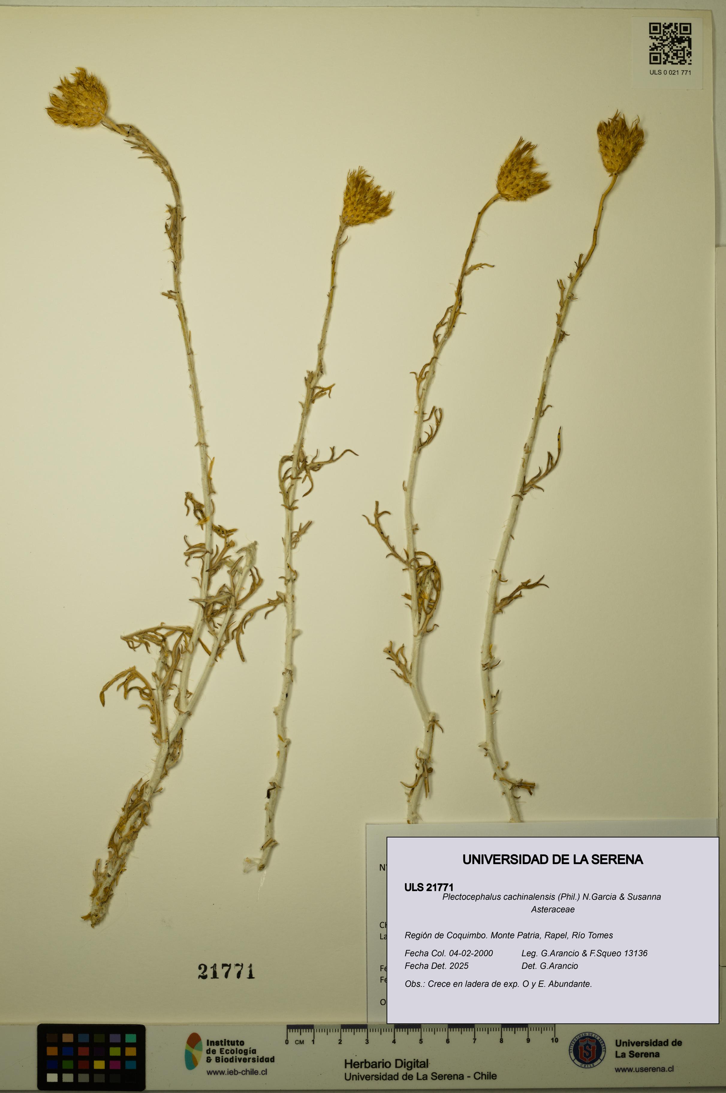 Plectocephalus cachinalensis [Espécimen: ULS:ULS:0021771]