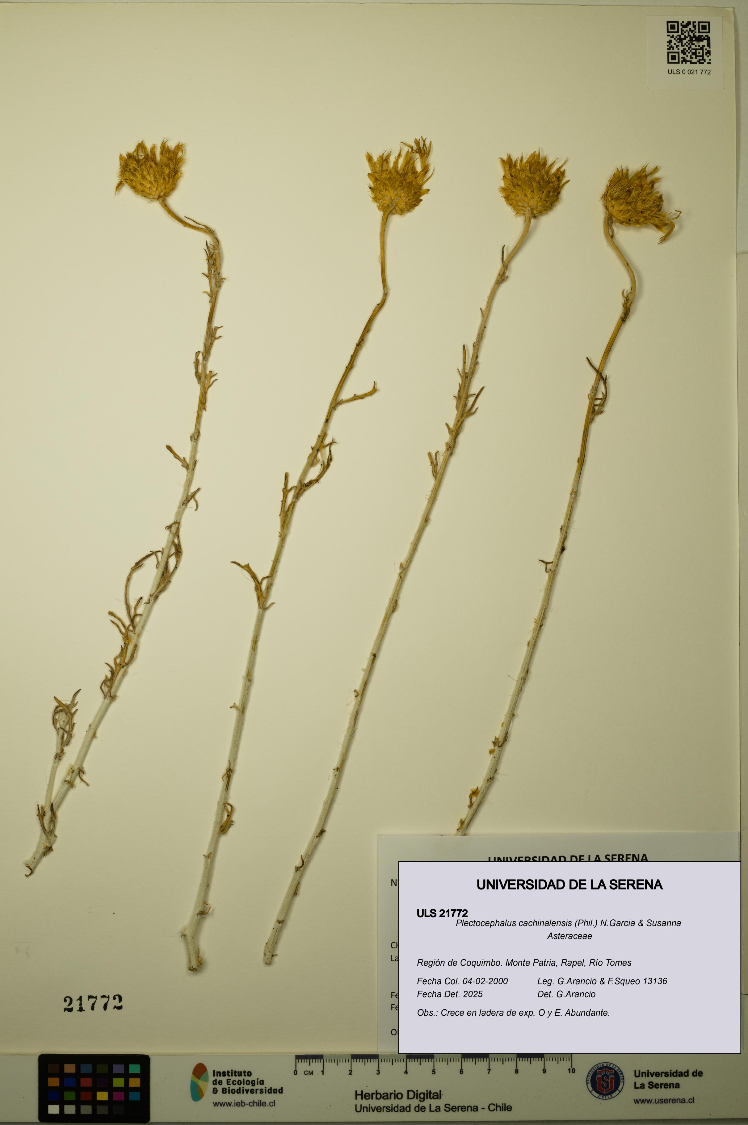 Plectocephalus cachinalensis [Espécimen: ULS:ULS:0021772]
