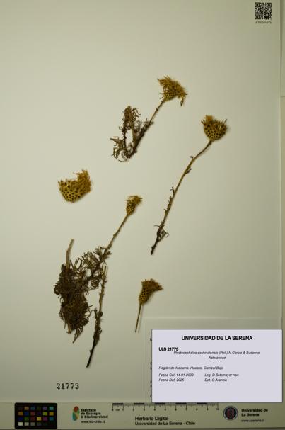 Plectocephalus cachinalensis [Espécimen: ULS:ULS:0021773]