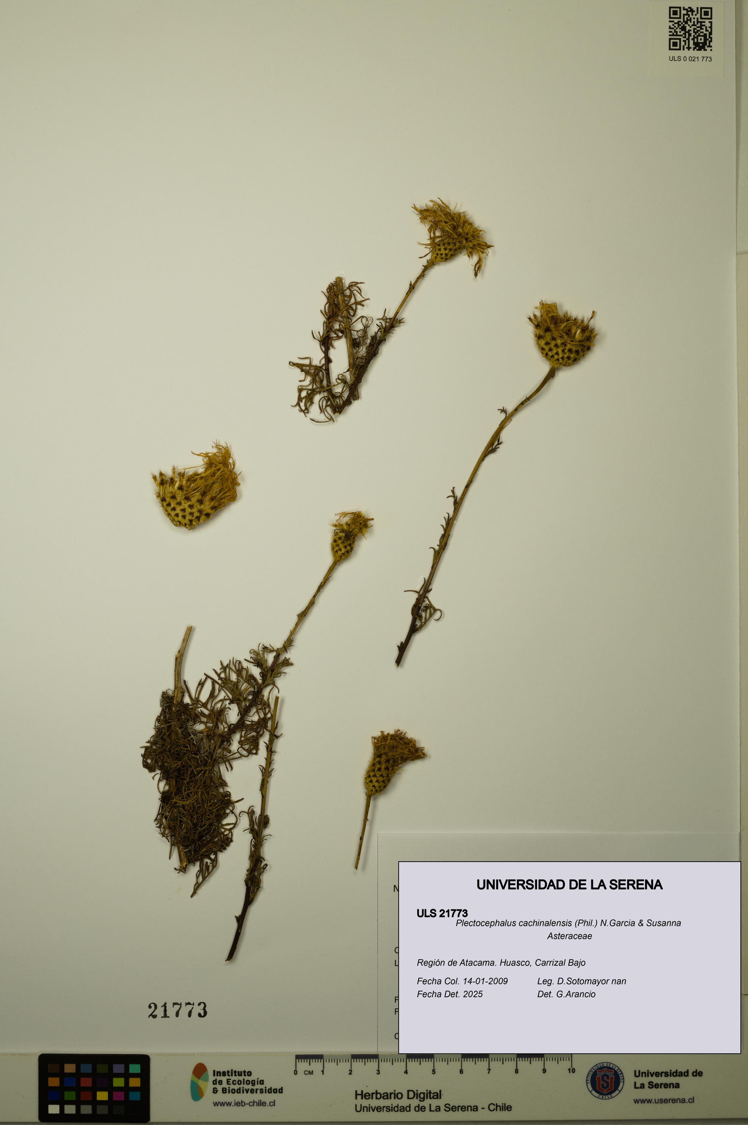 Plectocephalus cachinalensis [Espécimen: ULS:ULS:0021773]
