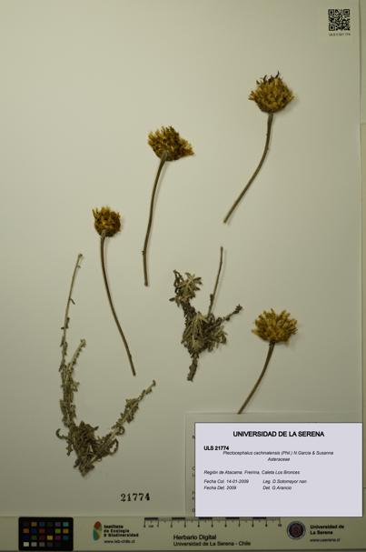 Plectocephalus cachinalensis [Espécimen: ULS:ULS:0021774]