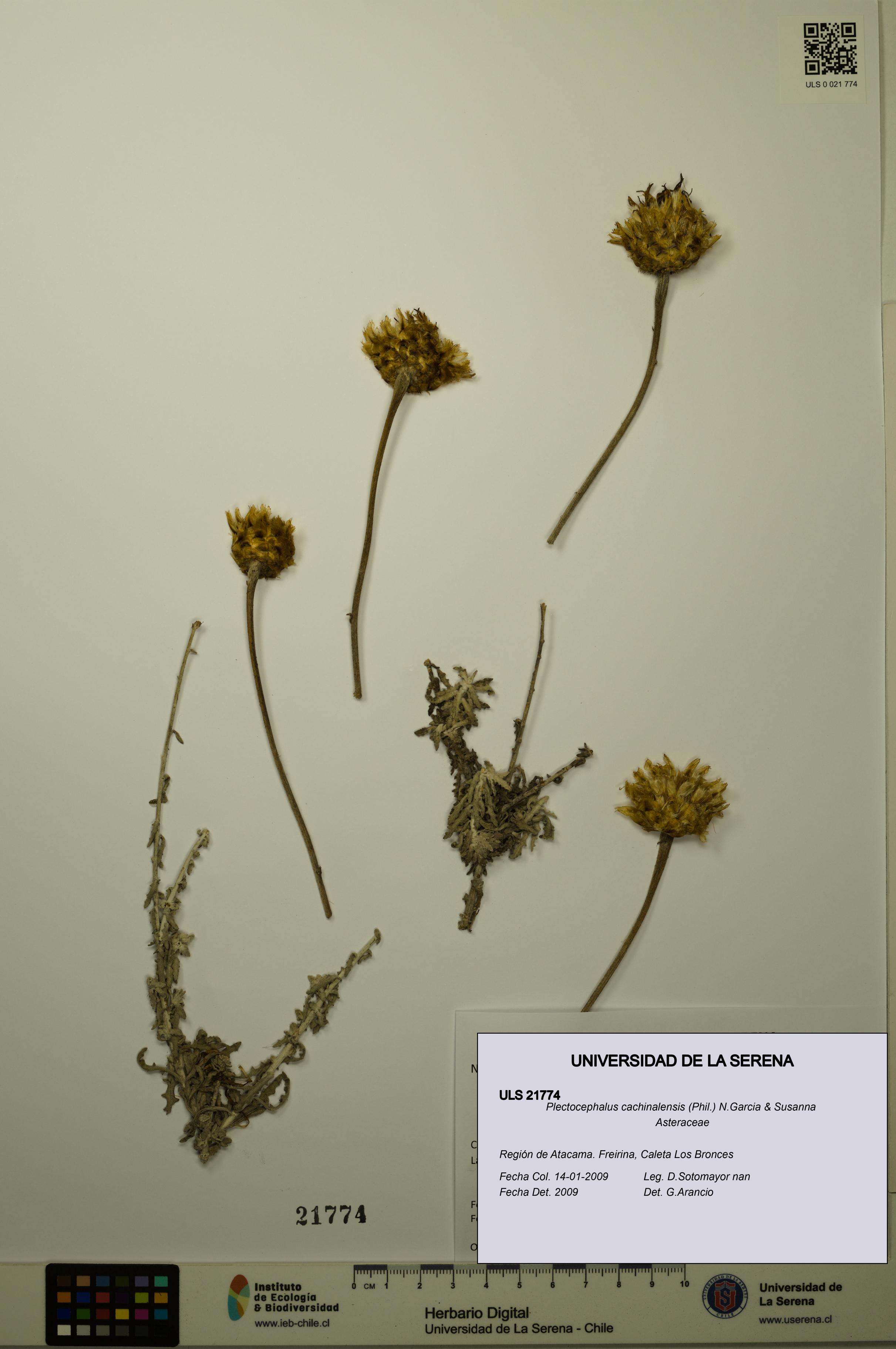 Plectocephalus cachinalensis [Espécimen: ULS:ULS:0021774]