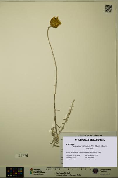 Plectocephalus cachinalensis [Espécimen: ULS:ULS:0021776]