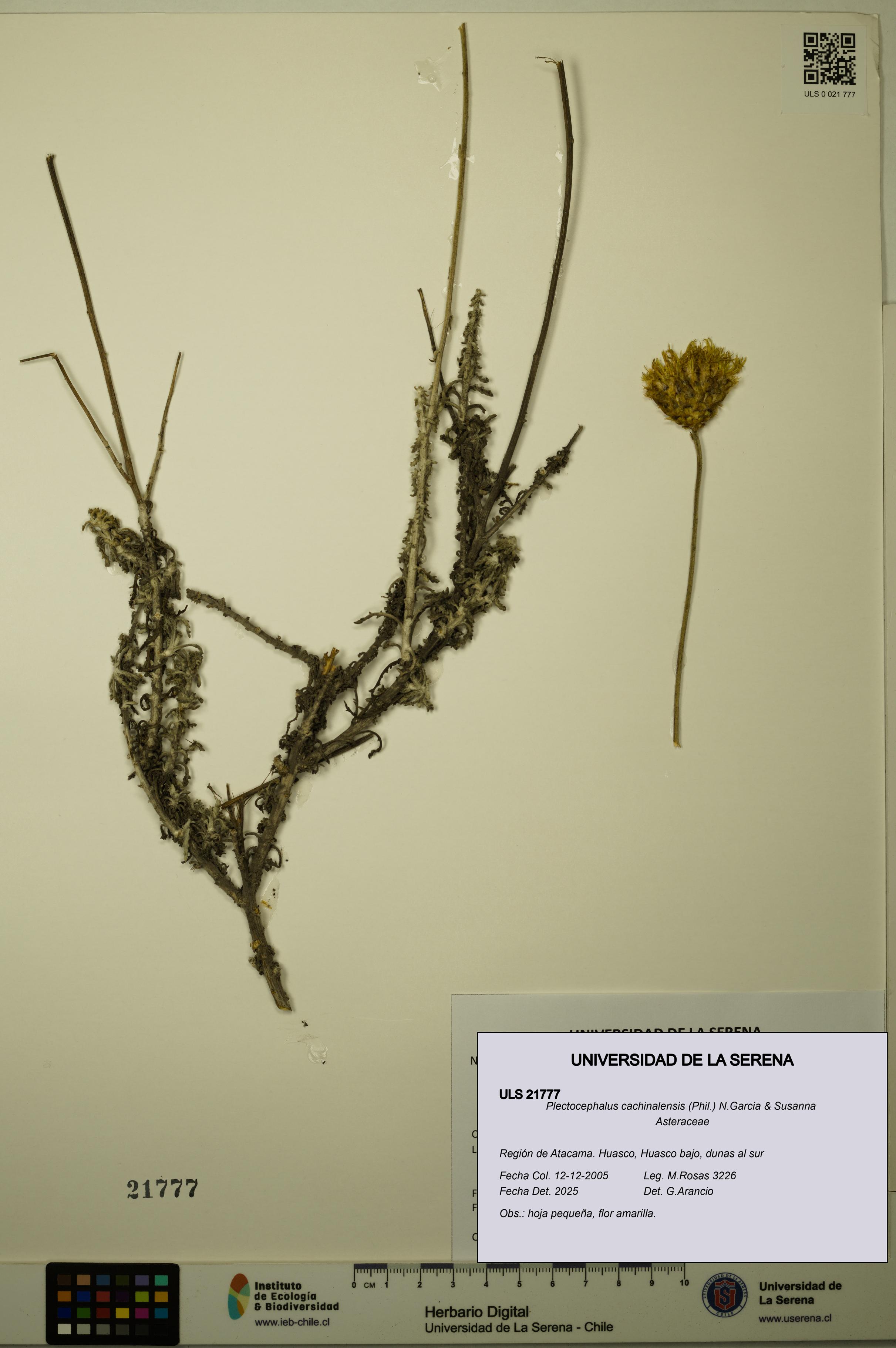 Plectocephalus cachinalensis [Espécimen: ULS:ULS:0021777]