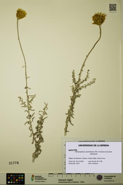 Plectocephalus cachinalensis [Espécimen: ULS:ULS:0021778]