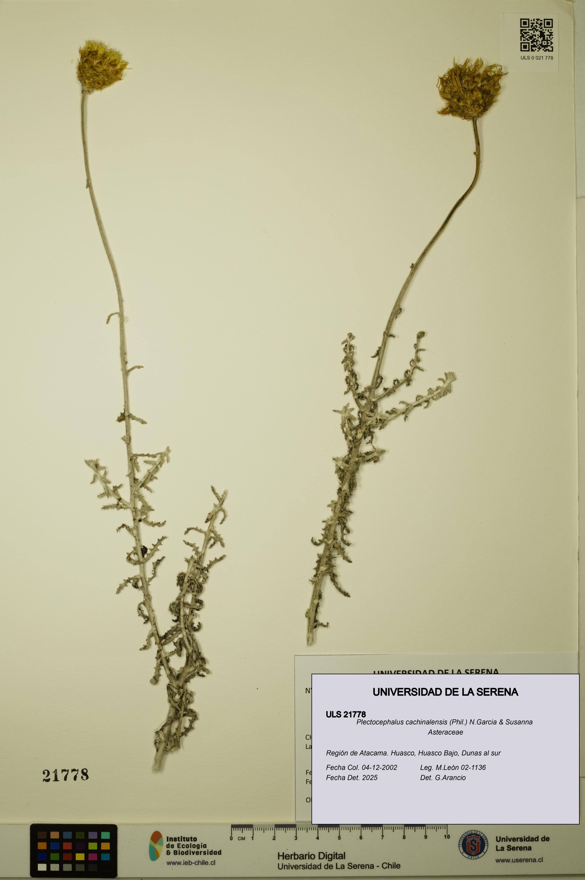 Plectocephalus cachinalensis [Espécimen: ULS:ULS:0021778]