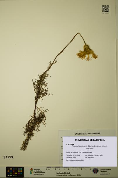 Plectocephalus chilensis var. chilensis [Espécimen: ULS:ULS:0021779]