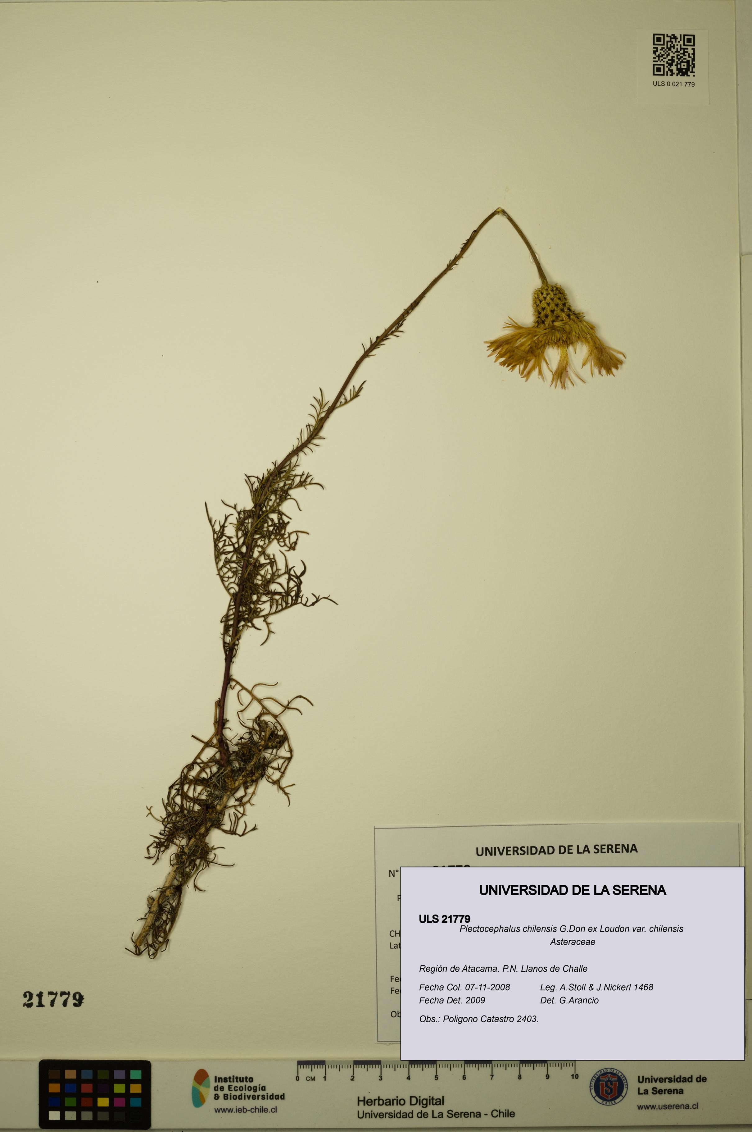 Plectocephalus chilensis var. chilensis [Espécimen: ULS:ULS:0021779]