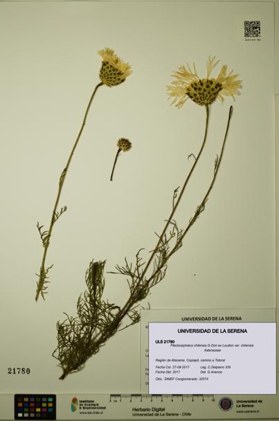 Plectocephalus chilensis var. chilensis [Espécimen: ULS:ULS:0021780]