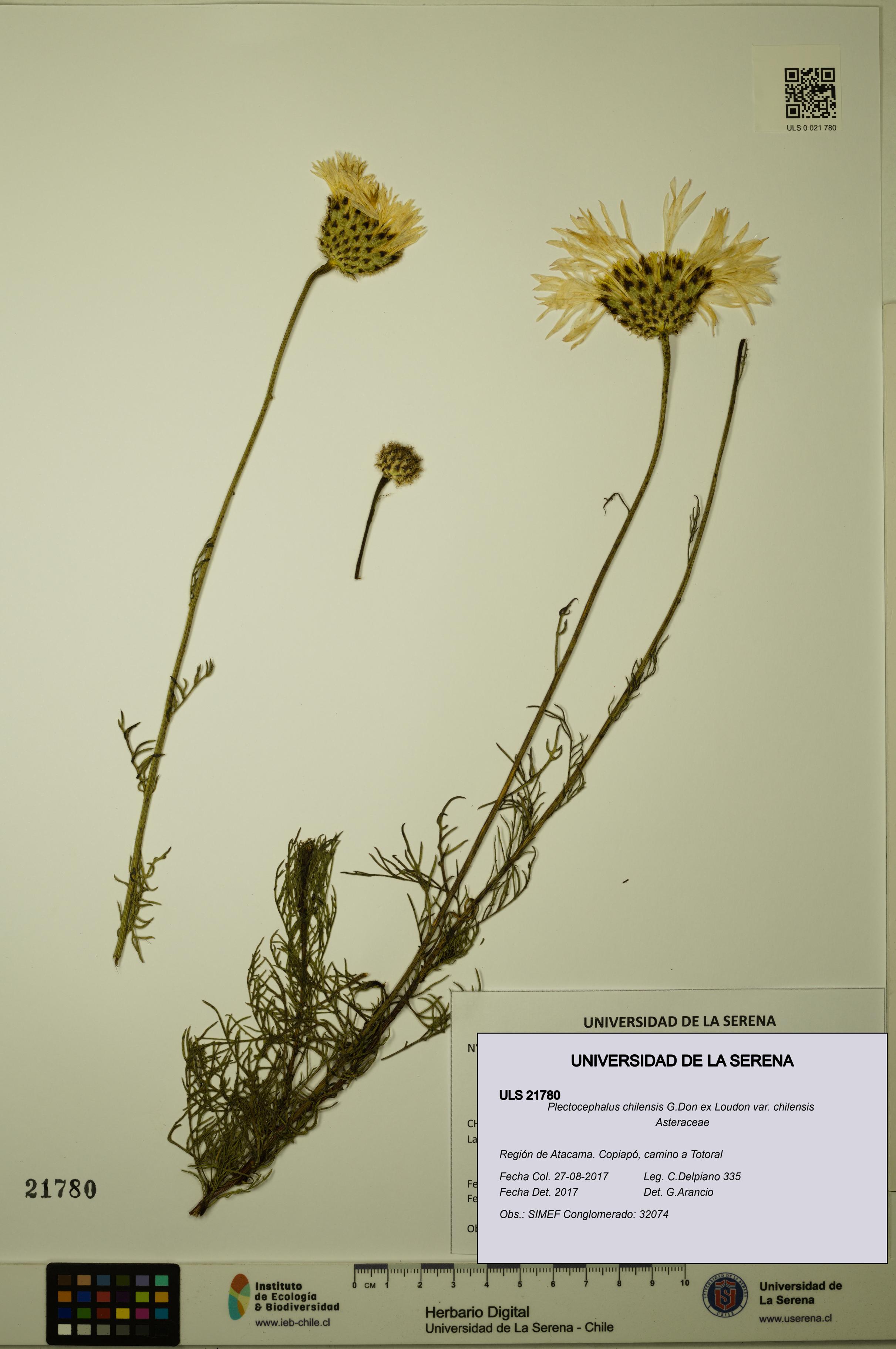 Plectocephalus chilensis var. chilensis [Espécimen: ULS:ULS:0021780]
