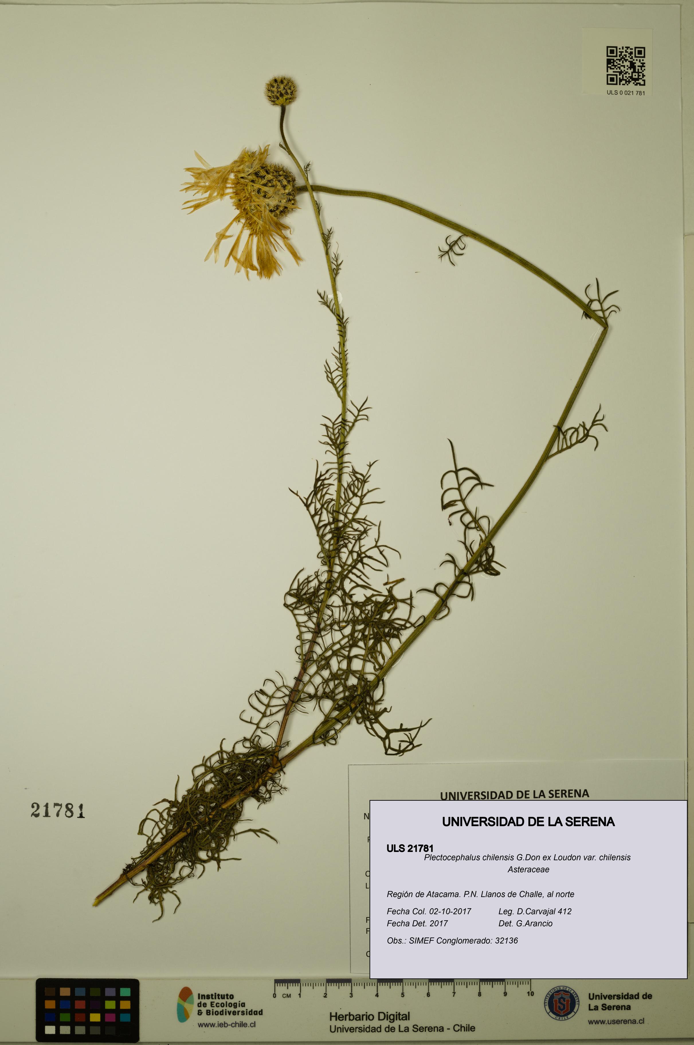 Plectocephalus chilensis var. chilensis [Espécimen: ULS:ULS:0021781]