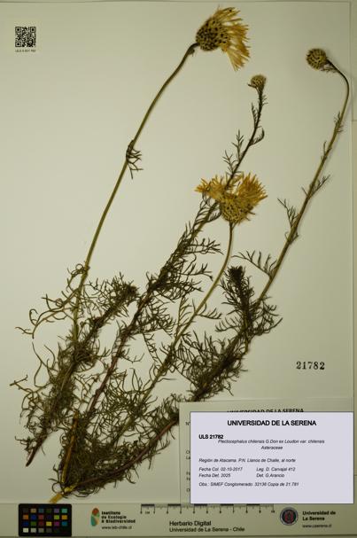 Plectocephalus chilensis var. chilensis [Espécimen: ULS:ULS:0021782]