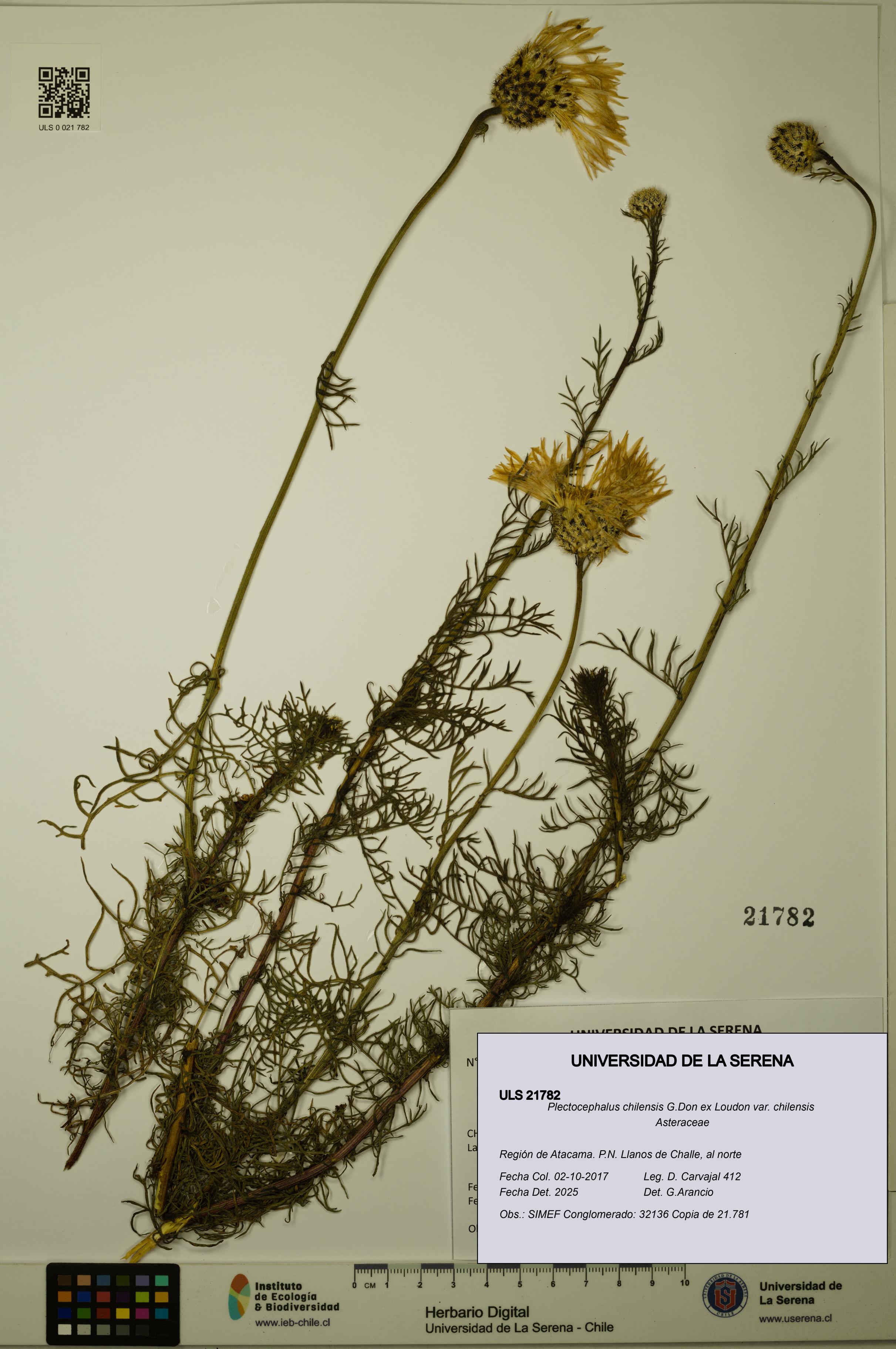 Plectocephalus chilensis var. chilensis [Espécimen: ULS:ULS:0021782]