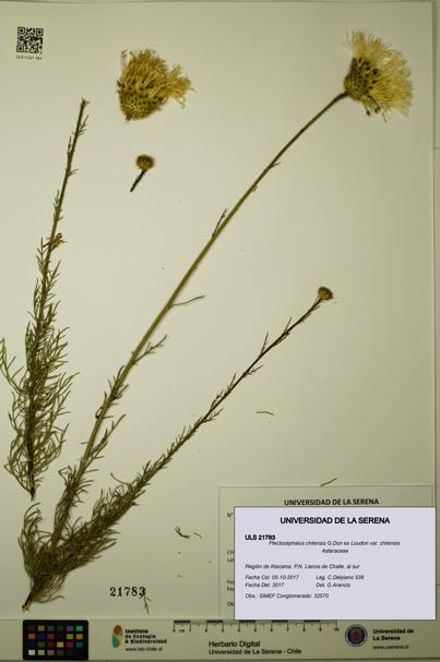 Plectocephalus chilensis var. chilensis [Espécimen: ULS:ULS:0021783]