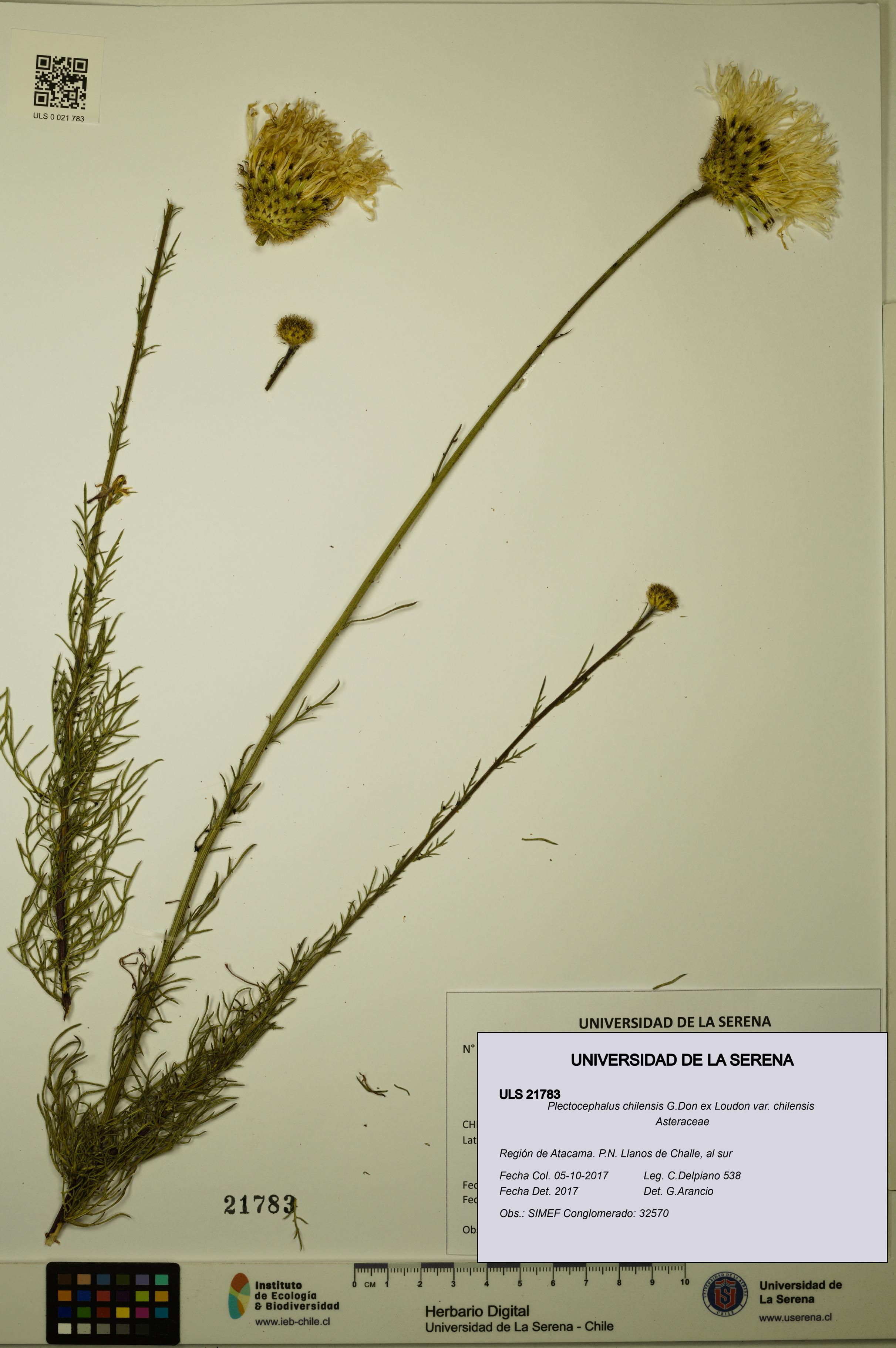 Plectocephalus chilensis var. chilensis [Espécimen: ULS:ULS:0021783]