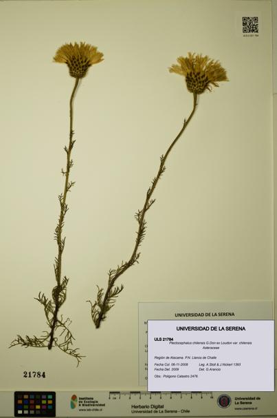Plectocephalus chilensis var. chilensis [Espécimen: ULS:ULS:0021784]