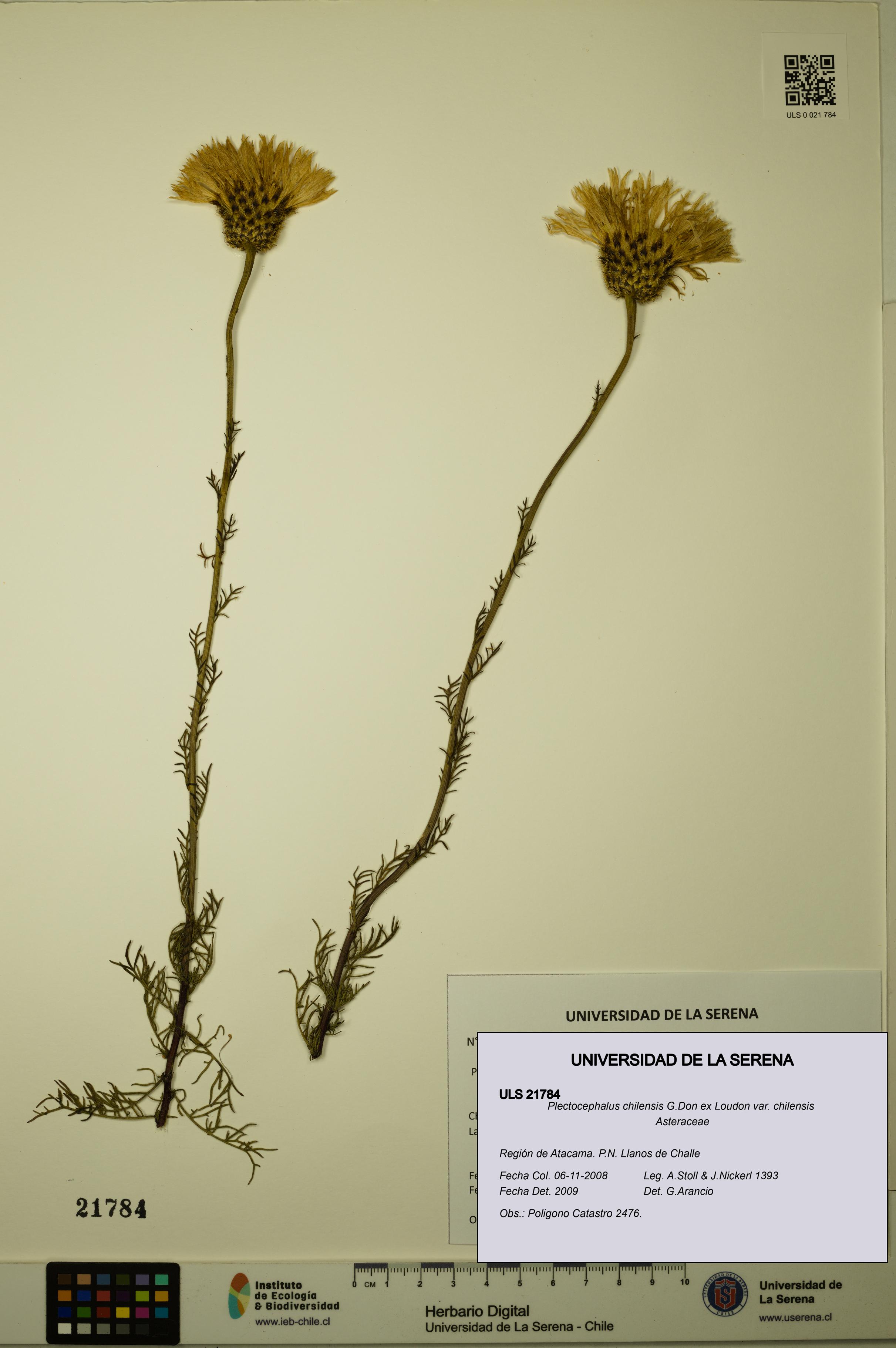 Plectocephalus chilensis var. chilensis [Espécimen: ULS:ULS:0021784]