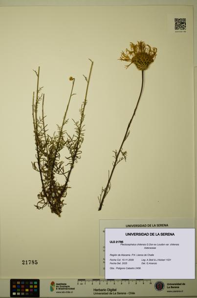 Plectocephalus chilensis var. chilensis [Espécimen: ULS:ULS:0021785]