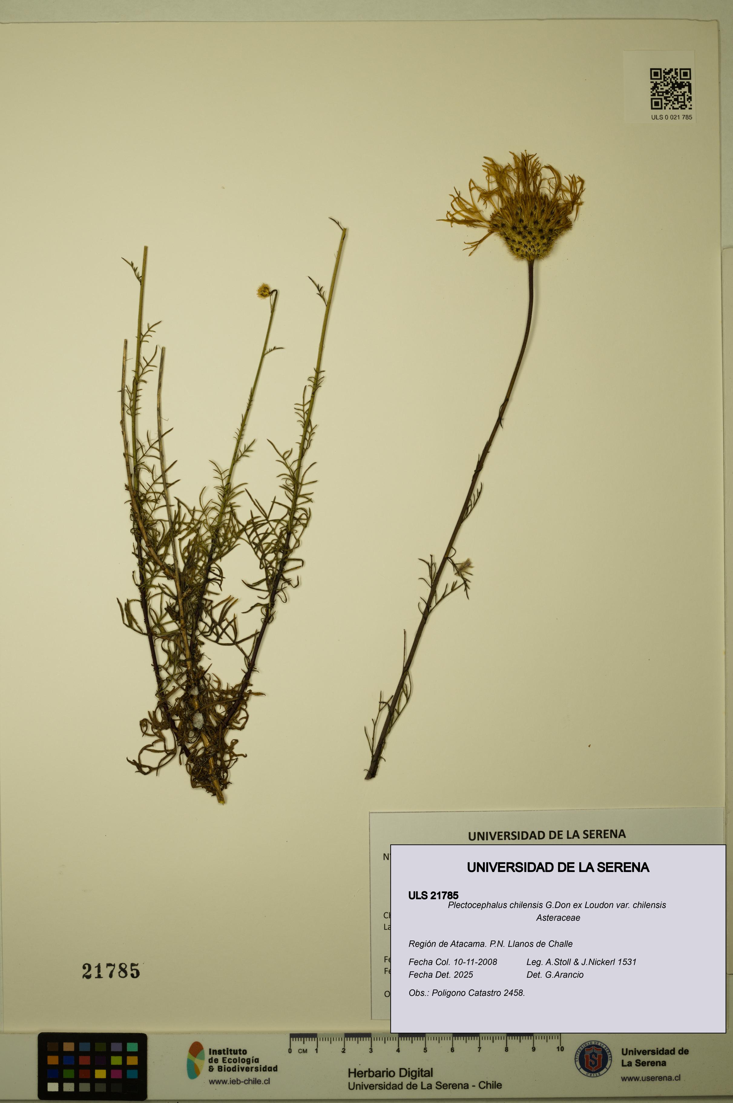 Plectocephalus chilensis var. chilensis [Espécimen: ULS:ULS:0021785]