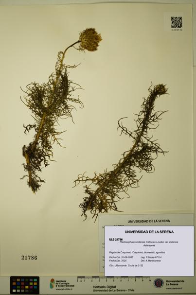 Plectocephalus chilensis var. chilensis [Espécimen: ULS:ULS:0021786]