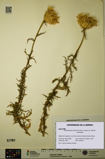 Plectocephalus chilensis var. chilensis [Espécimen: ULS:ULS:0021787]