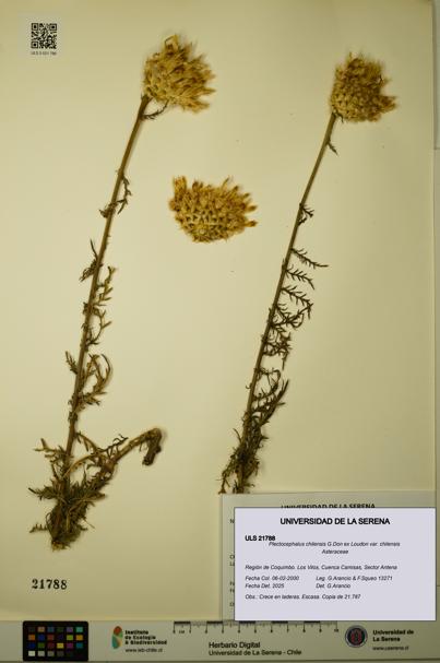 Plectocephalus chilensis var. chilensis [Espécimen: ULS:ULS:0021788]