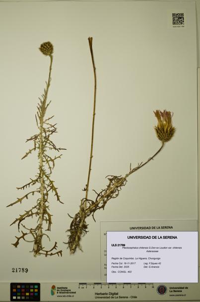 Plectocephalus chilensis var. chilensis [Espécimen: ULS:ULS:0021789]