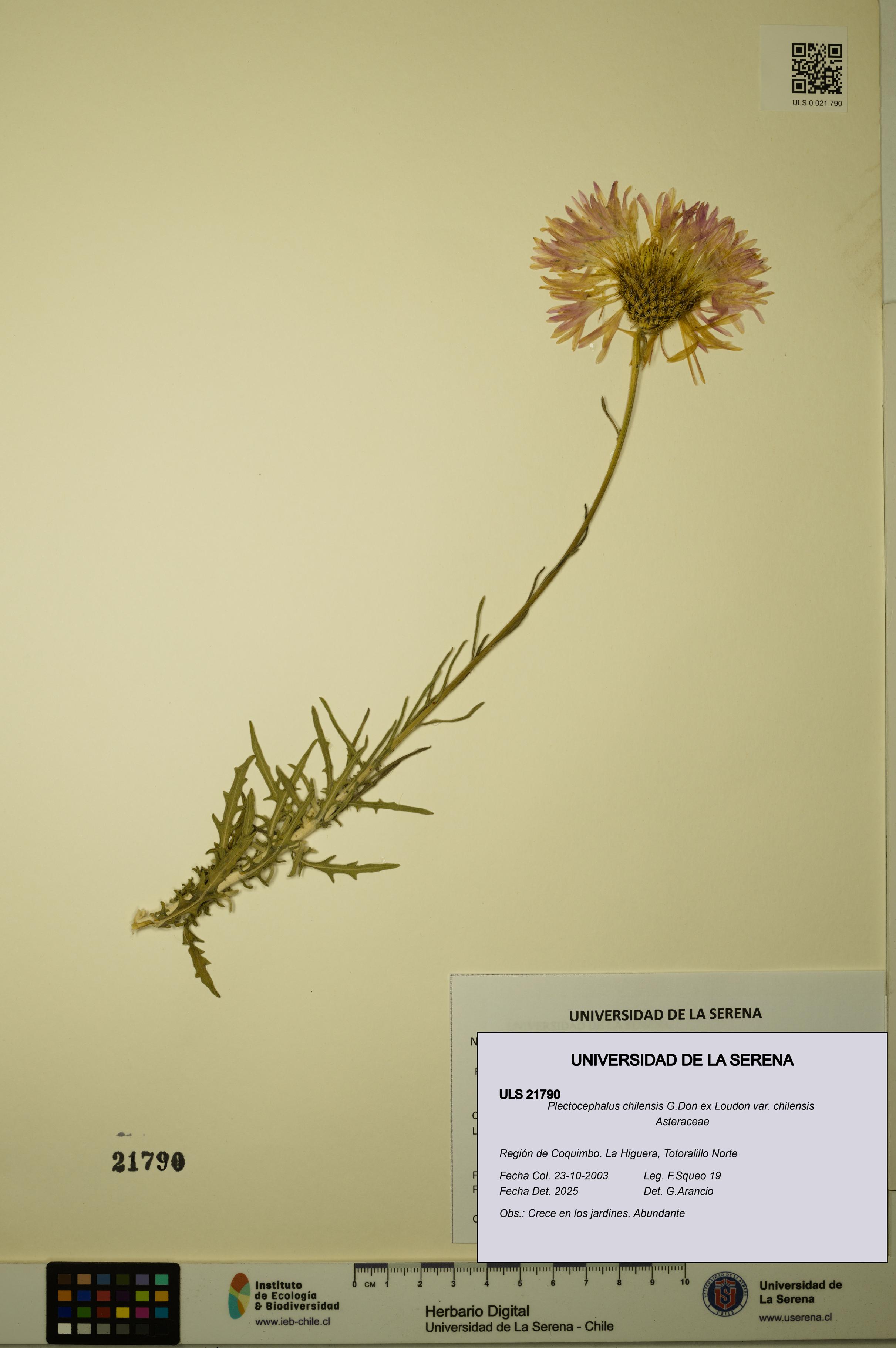 Plectocephalus chilensis var. chilensis [Espécimen: ULS:ULS:0021790]