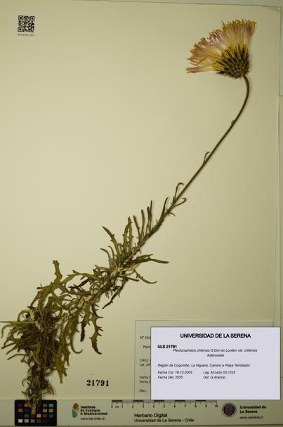 Plectocephalus chilensis var. chilensis [Espécimen: ULS:ULS:0021791]