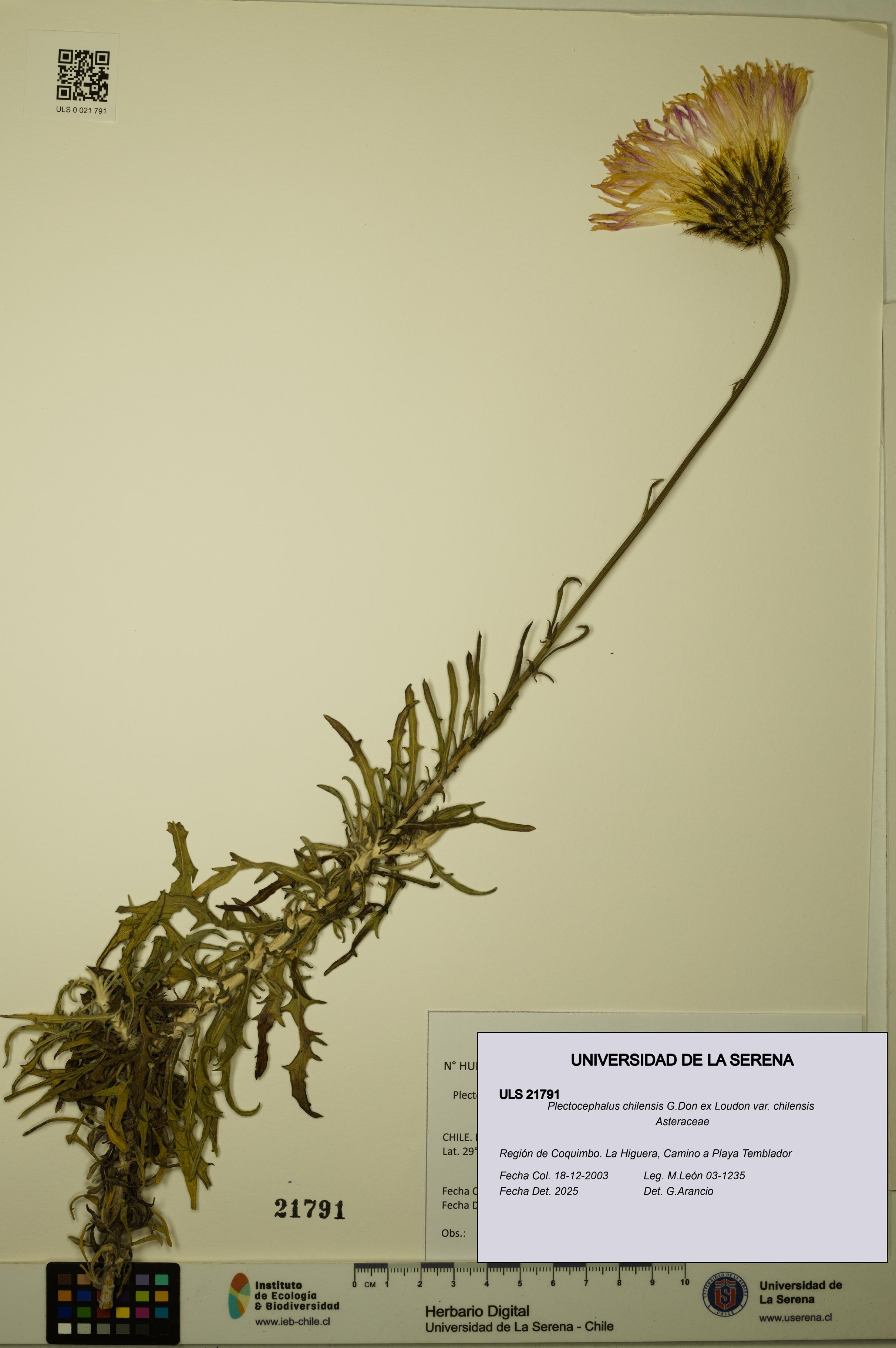 Plectocephalus chilensis var. chilensis [Espécimen: ULS:ULS:0021791]