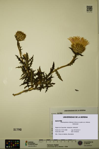 Plectocephalus chilensis var. chilensis [Espécimen: ULS:ULS:0021792]