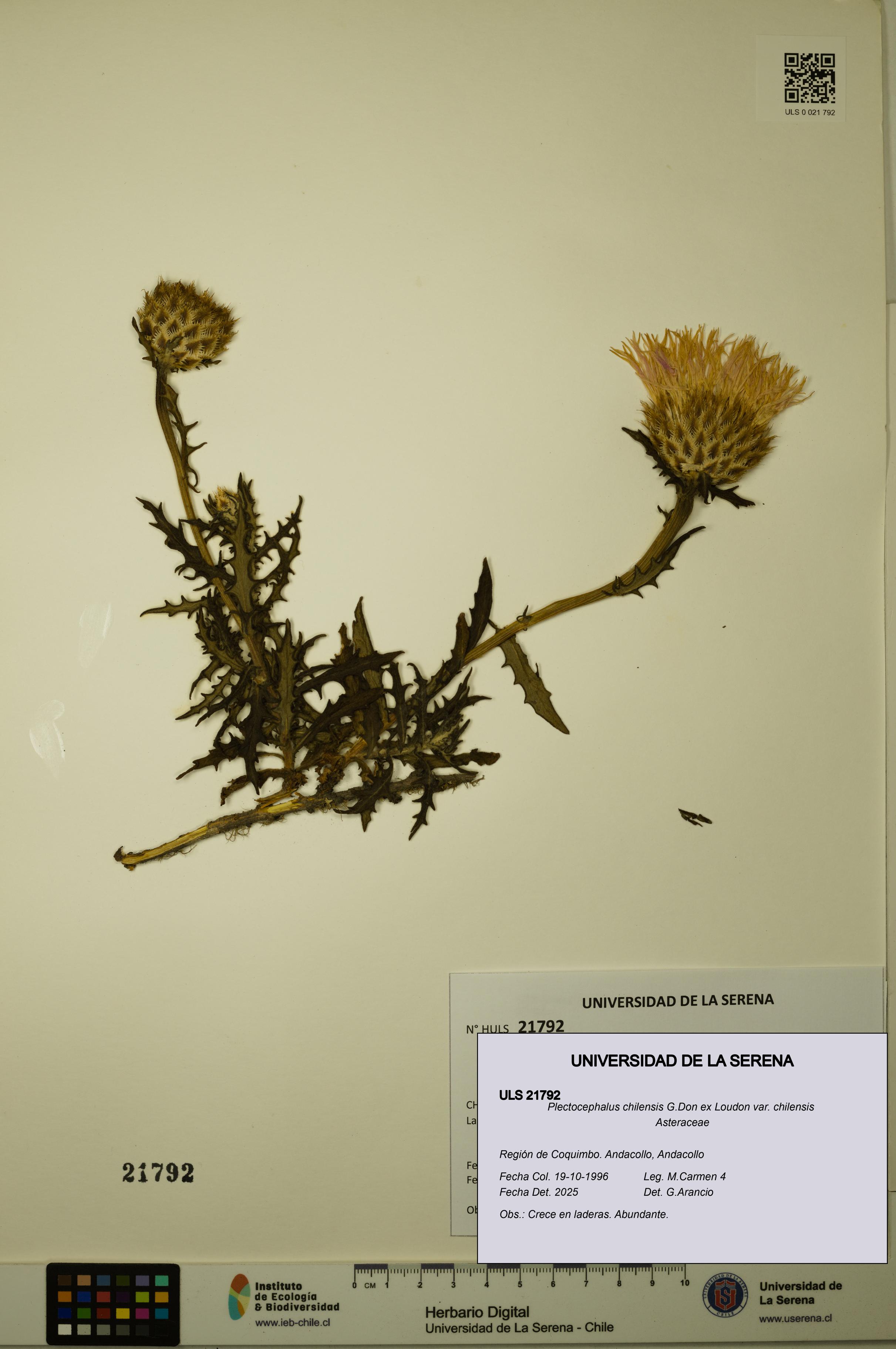 Plectocephalus chilensis var. chilensis [Espécimen: ULS:ULS:0021792]