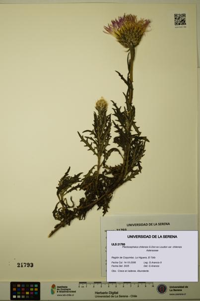 Plectocephalus chilensis var. chilensis [Espécimen: ULS:ULS:0021793]