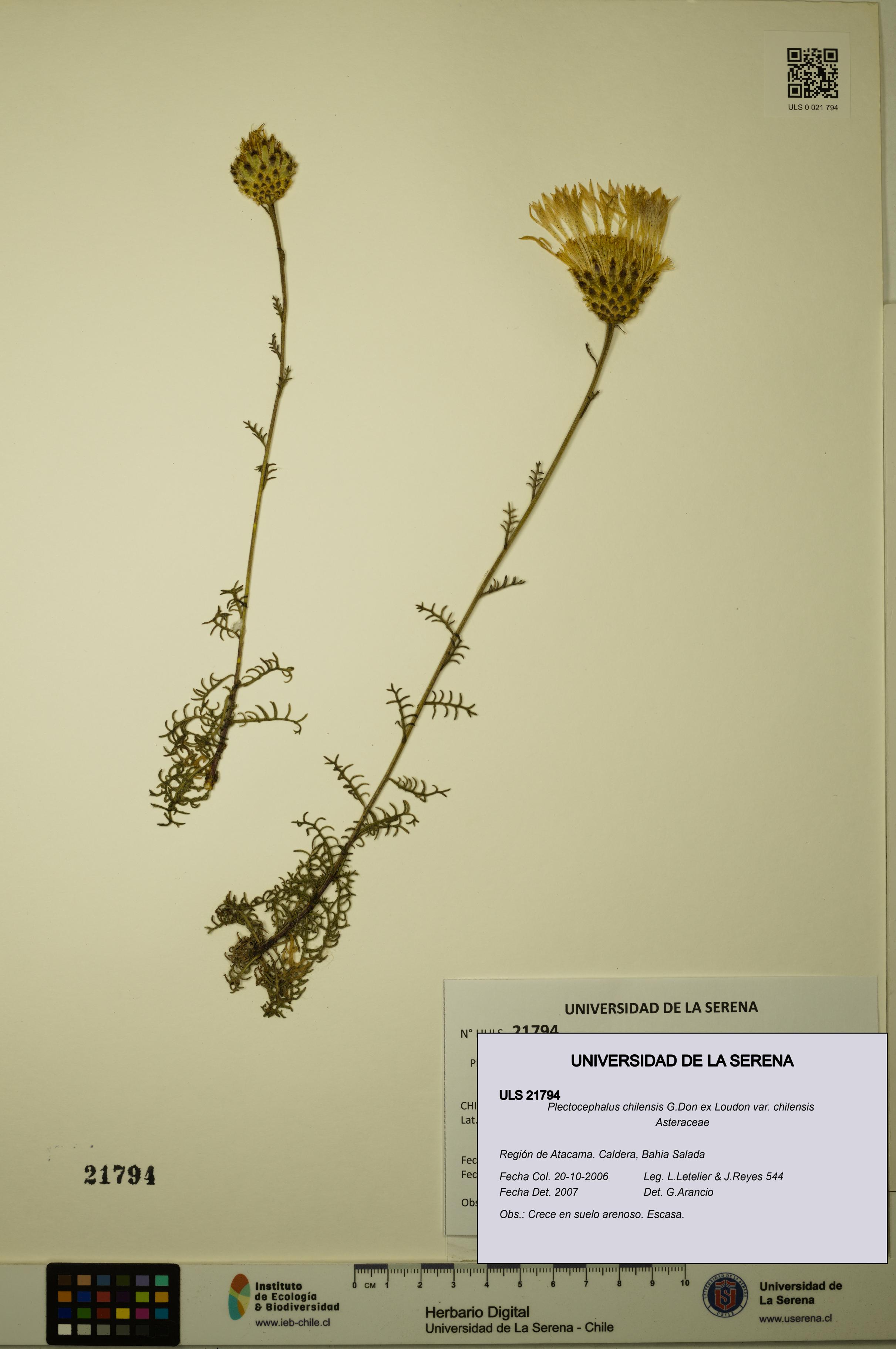 Plectocephalus chilensis var. chilensis [Espécimen: ULS:ULS:0021794]