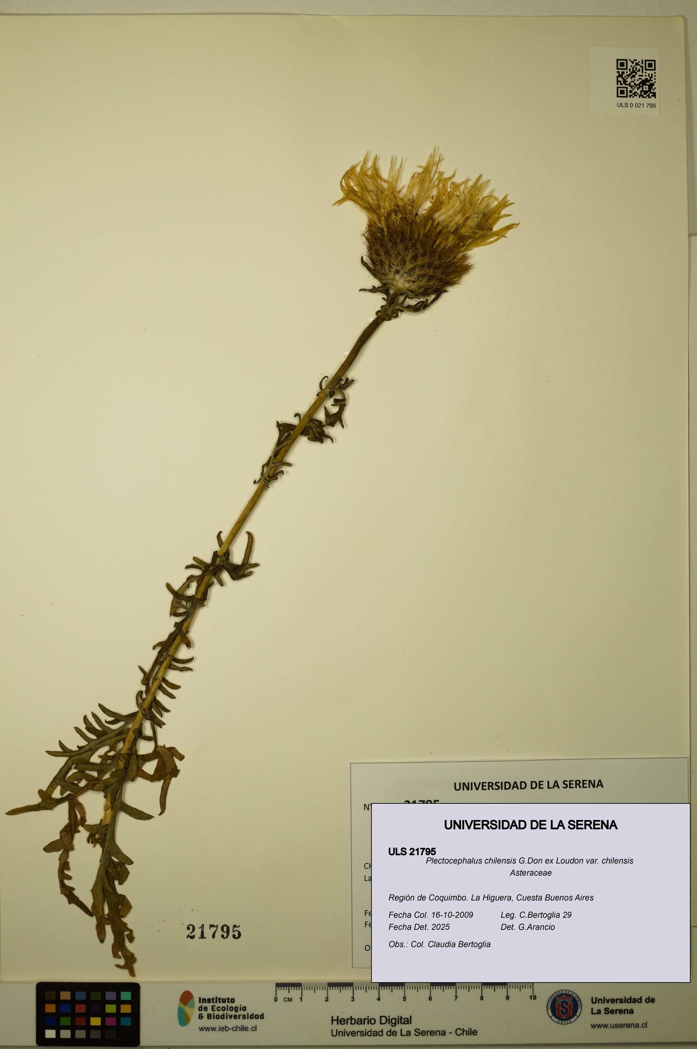Plectocephalus chilensis var. chilensis [Espécimen: ULS:ULS:0021795]