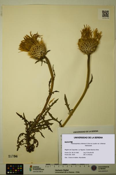 Plectocephalus chilensis var. chilensis [Espécimen: ULS:ULS:0021796]