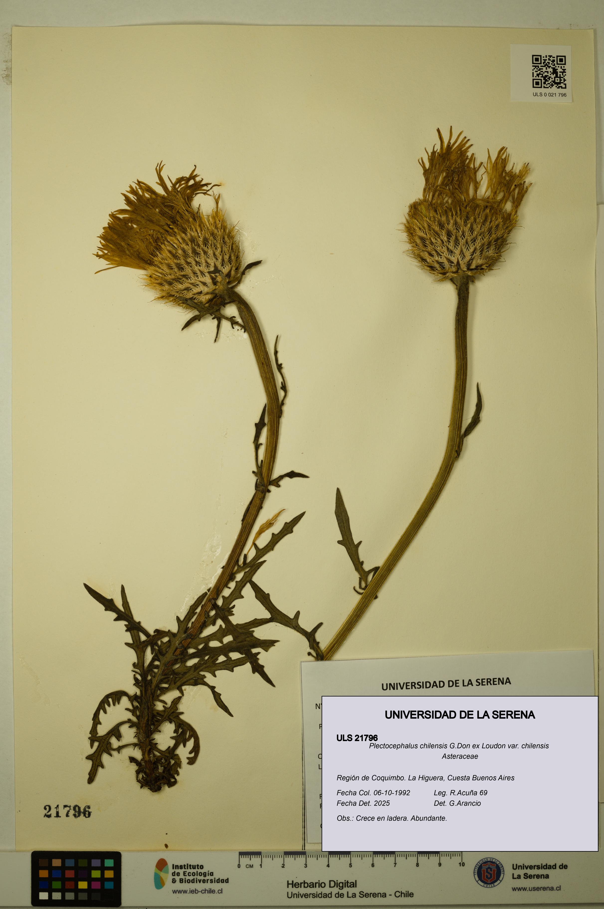 Plectocephalus chilensis var. chilensis [Espécimen: ULS:ULS:0021796]