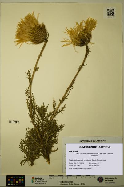 Plectocephalus chilensis var. chilensis [Espécimen: ULS:ULS:0021797]